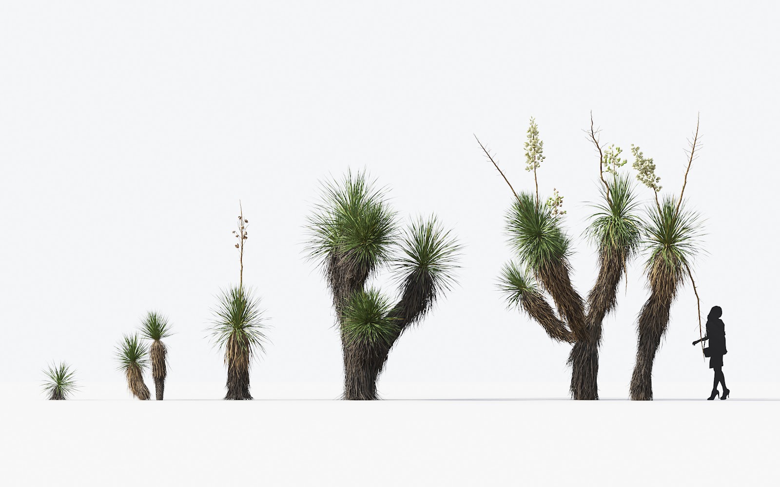 Maxtree - Plant Models Vol.17