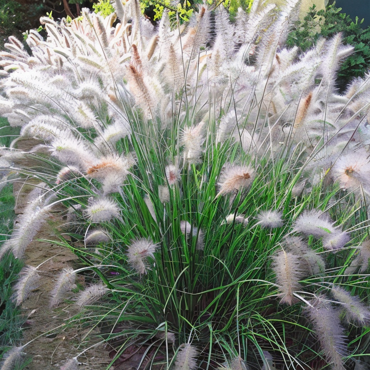 Pennisetum alopecuroides 'Cassian' in fiore nel giardino, con spighe vellutate