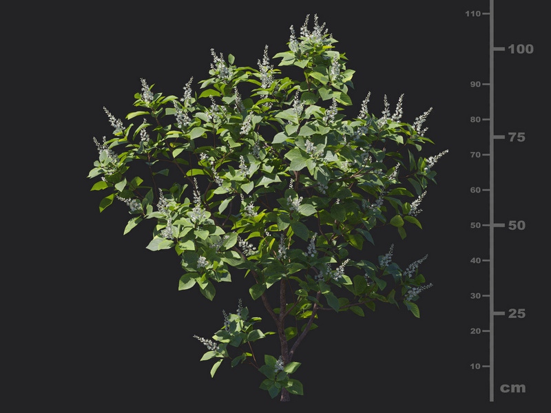 Maxtree - Plant Models Vol.116