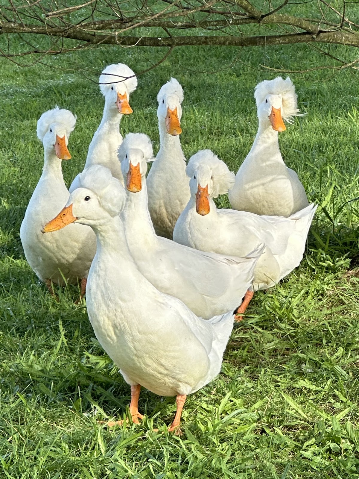 White Crested Duckling