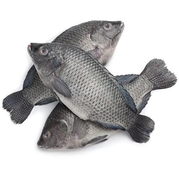 FROZEN WHOLE TILAPIA
