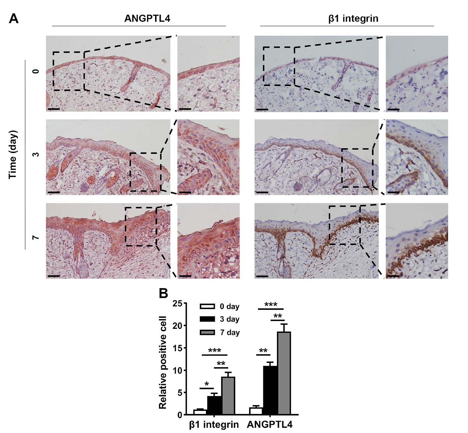 Angptl4 is upregulated by microenvironmental factors during the wound healing process and promotes epidermal stem cell proliferation via PRL8a6