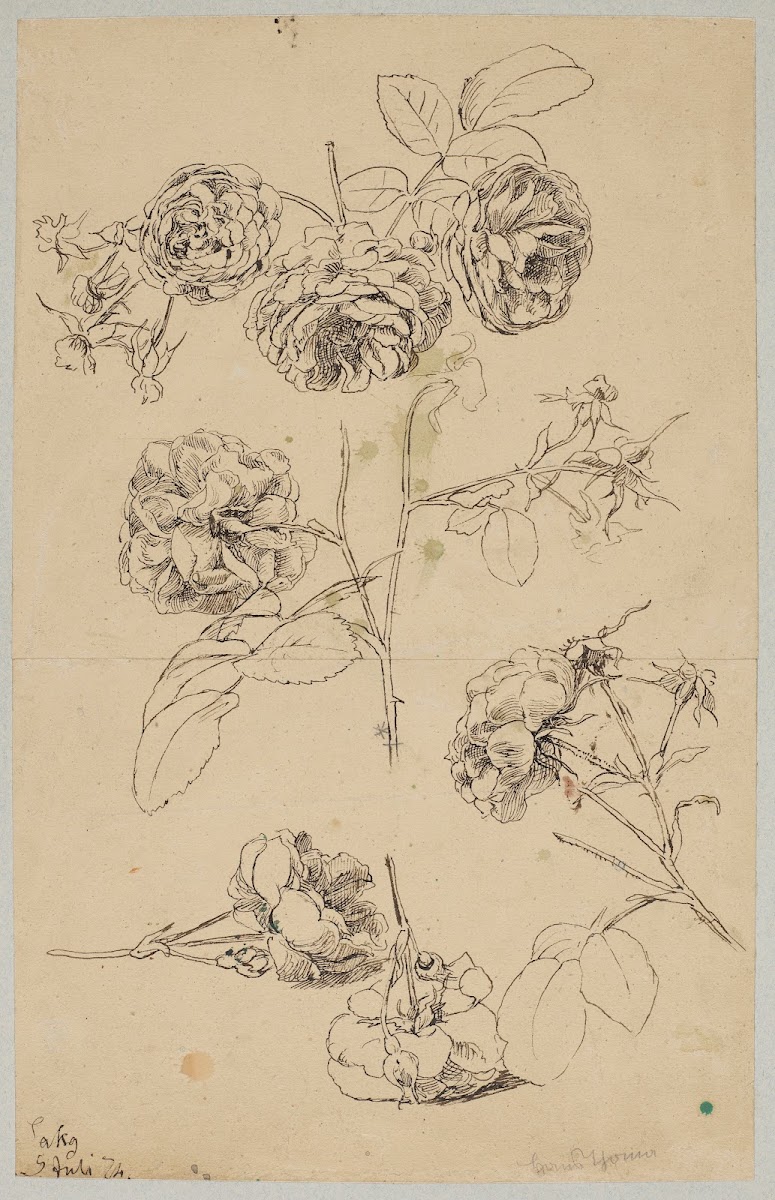 Rosebuds 1874