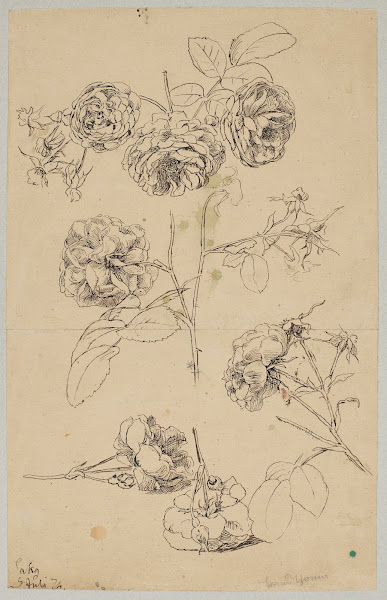 Rosebuds 1874