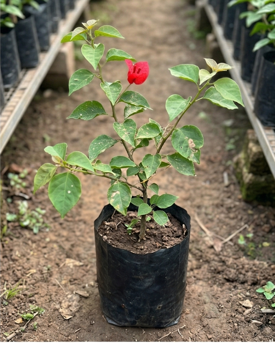 Imported Butterfly Red Bougainvillea Plant — view 2