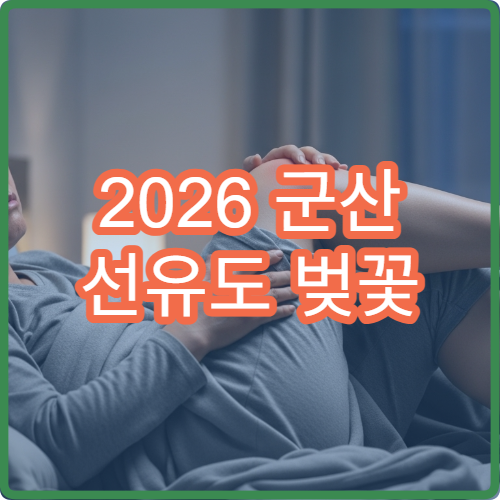2026 군산 선유도 벚꽃 주말 인파 앱 실시간 확인하고 방문하기