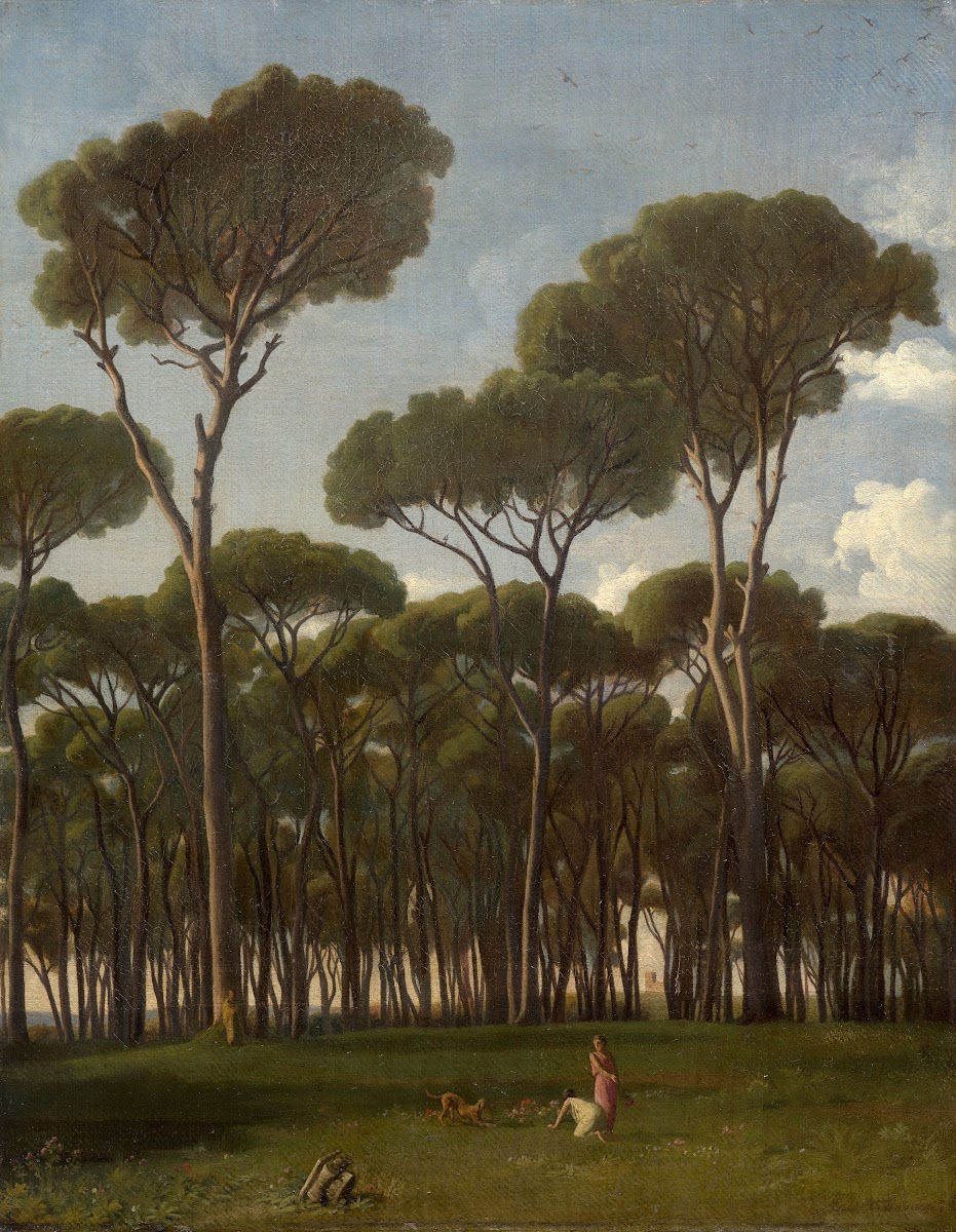 Maritime pines at the villa Pamphilj 1837