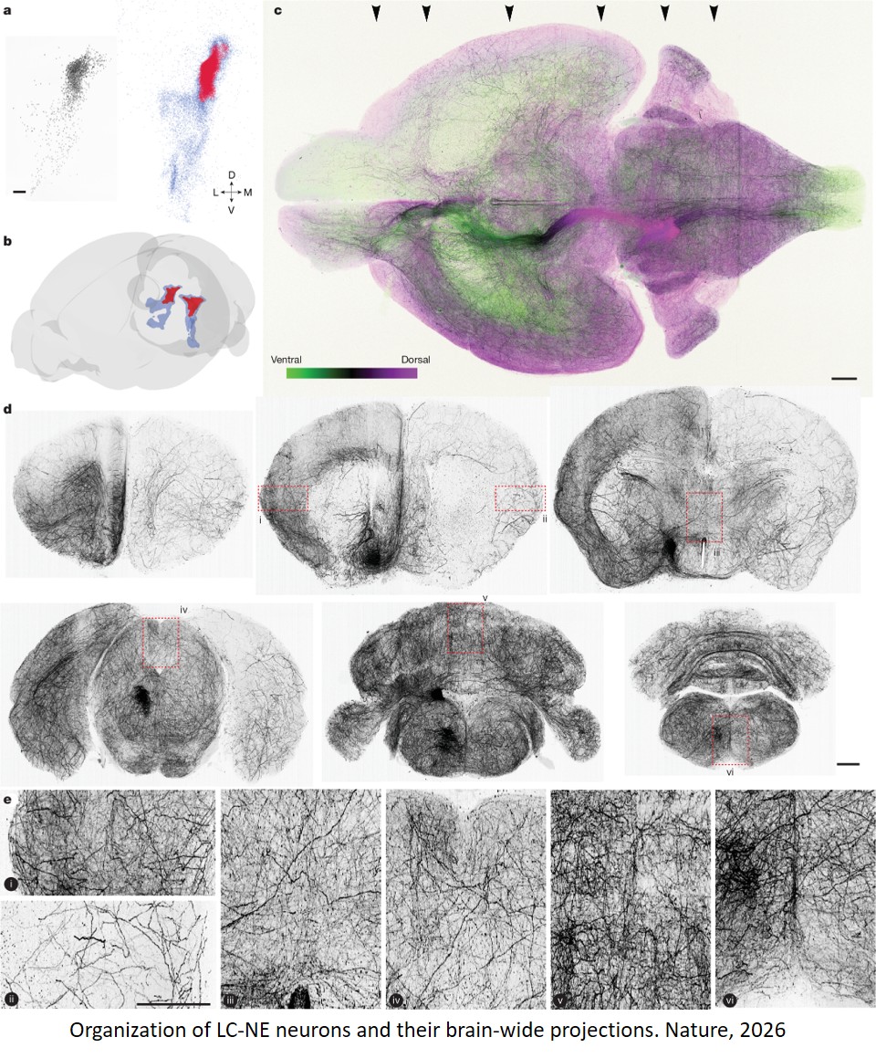 Topographic structure and function of locus coeruleus noradrenaline neurons