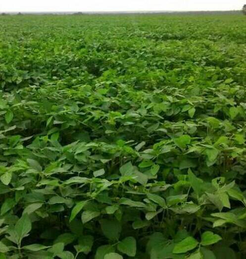 Fazenda em Araguaína-TO 2