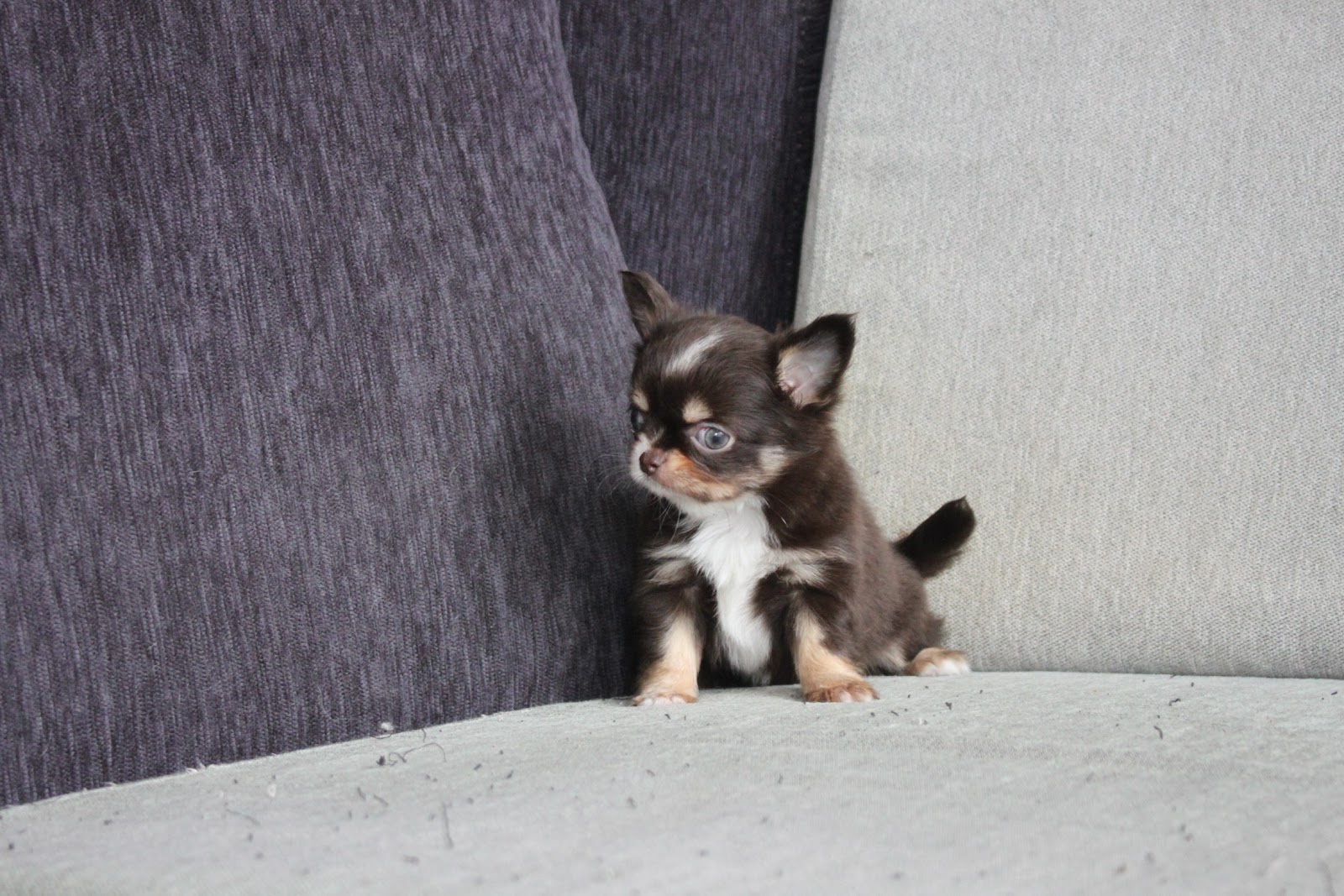 12/30出生 高端優質迷你長毛吉娃娃巧克力領巾妹妹