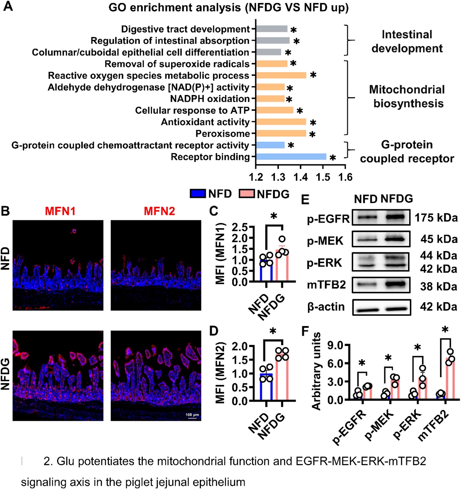 L-Glutamate enables the EGFR-MEK-ERK-mTFB2 axis to enhance mitochondrial biogenesis in intestinal stem cells