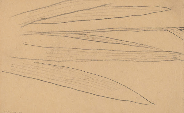 Study of a Flower verso 1890 1897