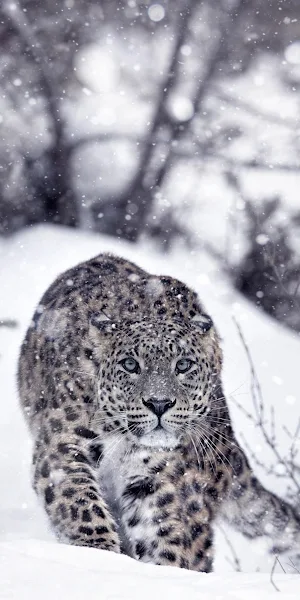 Snow Leopard, Panthera Pardus Tulliana, Lion, Leopard Cat, Plant Full HD iPhone Wallpaper Background