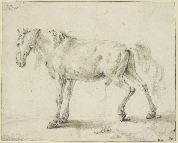 Peeing horse