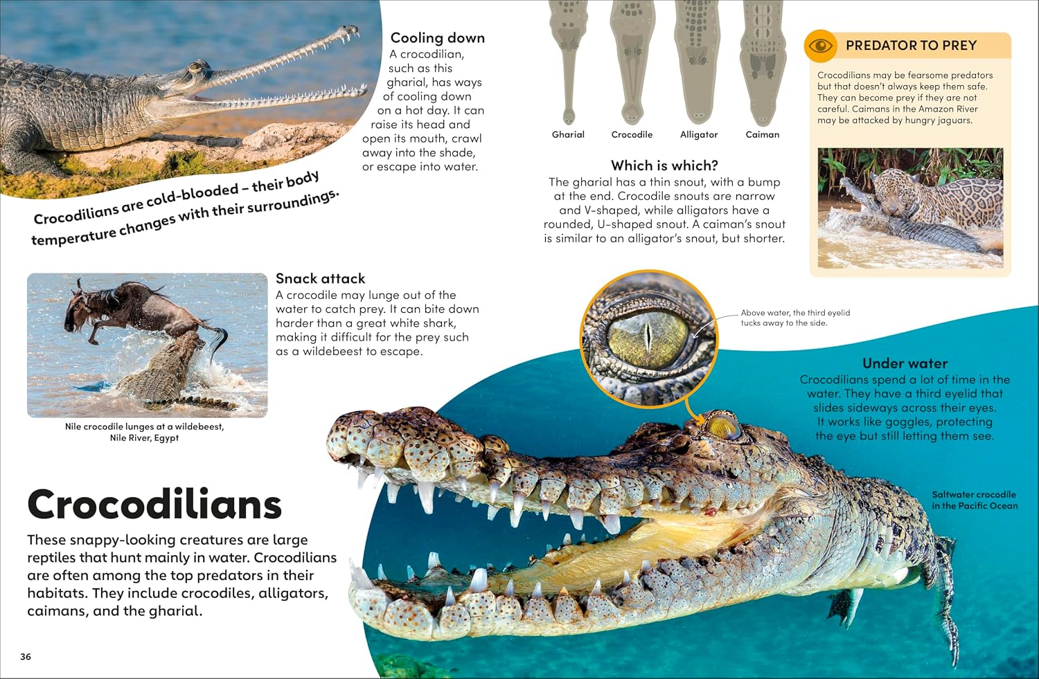 Eyewonder Reptiles - thumbnail 3