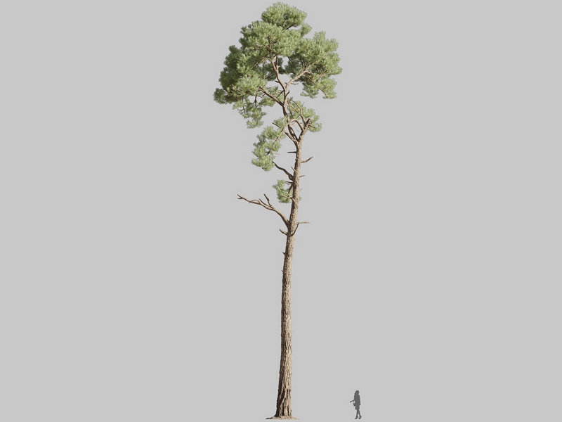 Maxtree - Plant Models Vol.126