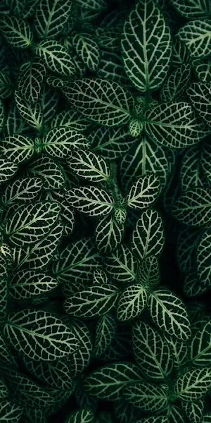 Nature, Leaves, Green, Plant Texture 5K Wallpaper Background