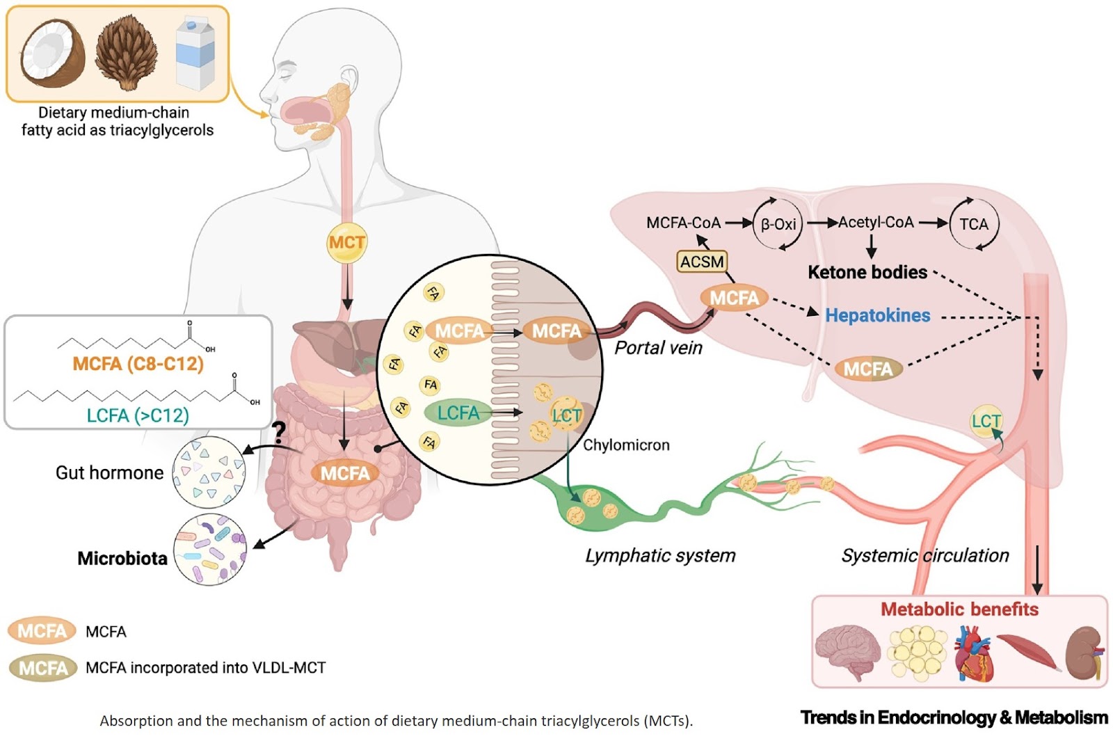Metabolic regulation by dietary medium-chain fatty acids