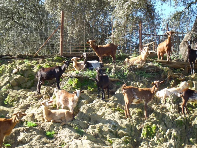 Goats grazing among oak trees at the Monte Robledo farm in the Sierra de Aracena.