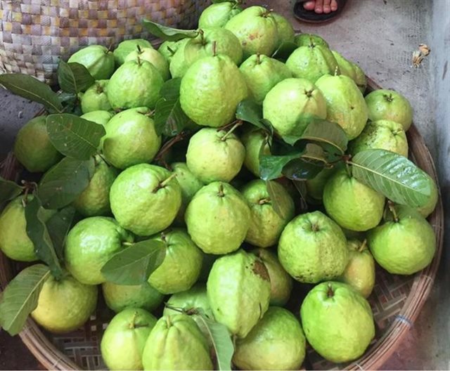 Ổi Miền Tây