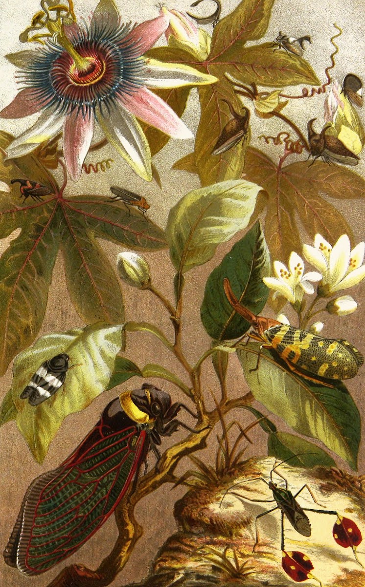 Die Insekten Tausendfussler und Spinnen Pl 19 1877