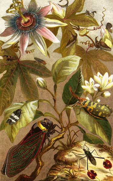Die Insekten Tausendfussler und Spinnen Pl 19 1877