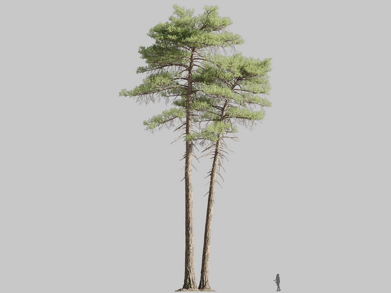 Maxtree - Plant Models Vol.126