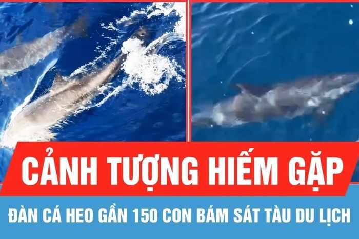 Đàn cá heo gần 150 con bám sát tàu du lịch ở biển Hòn Khô - Nhơn Hải - Báo Sài Gòn Giải Phóng