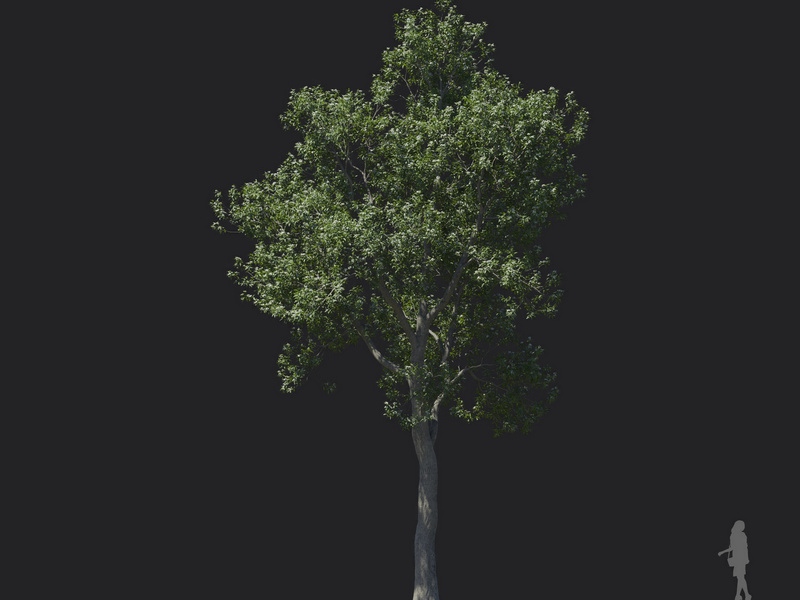 Maxtree - Plant Models Vol.121