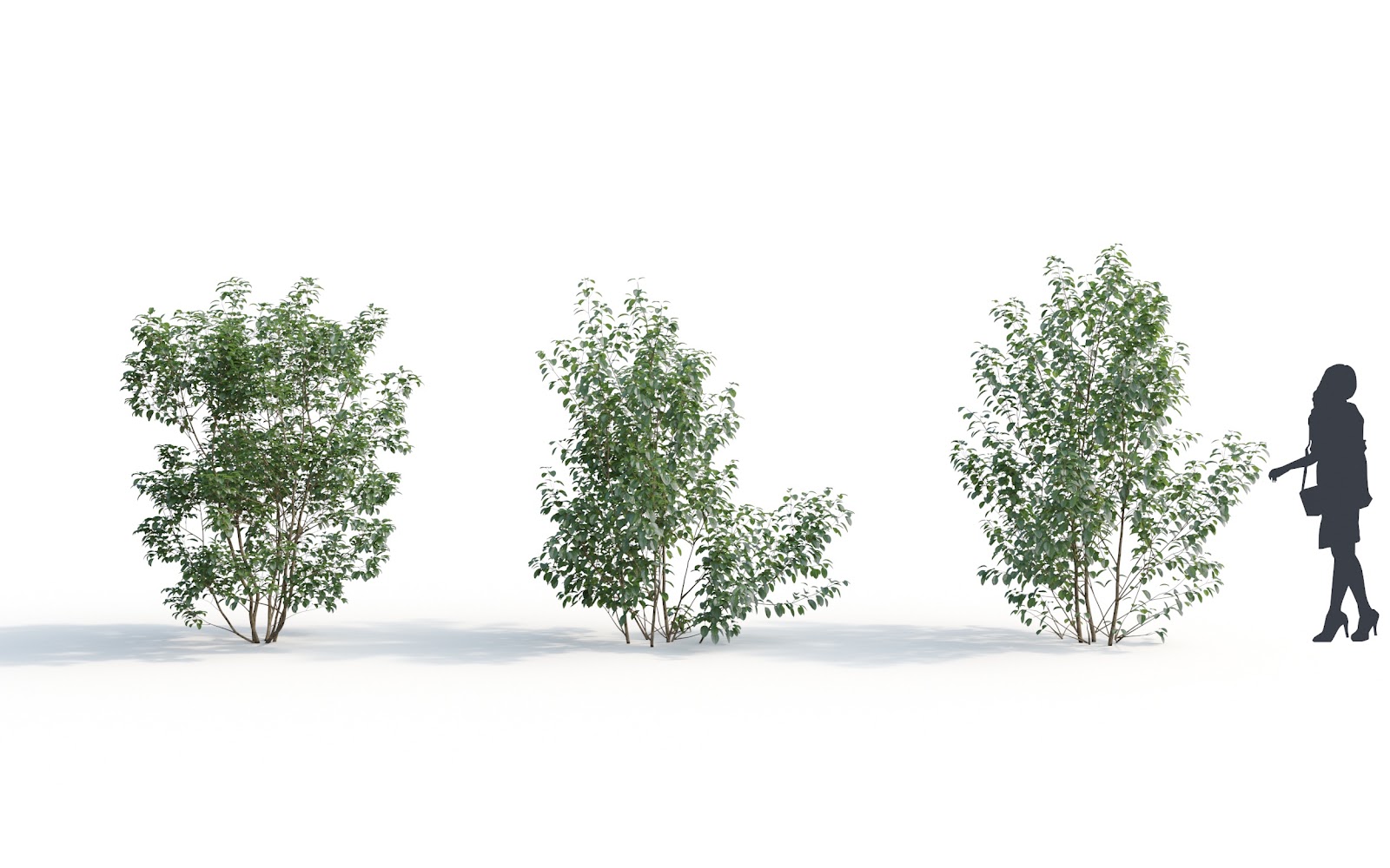 Maxtree - Plant Models Vol.6
