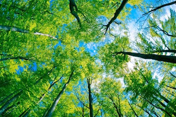 Sky Trees Wallpaper