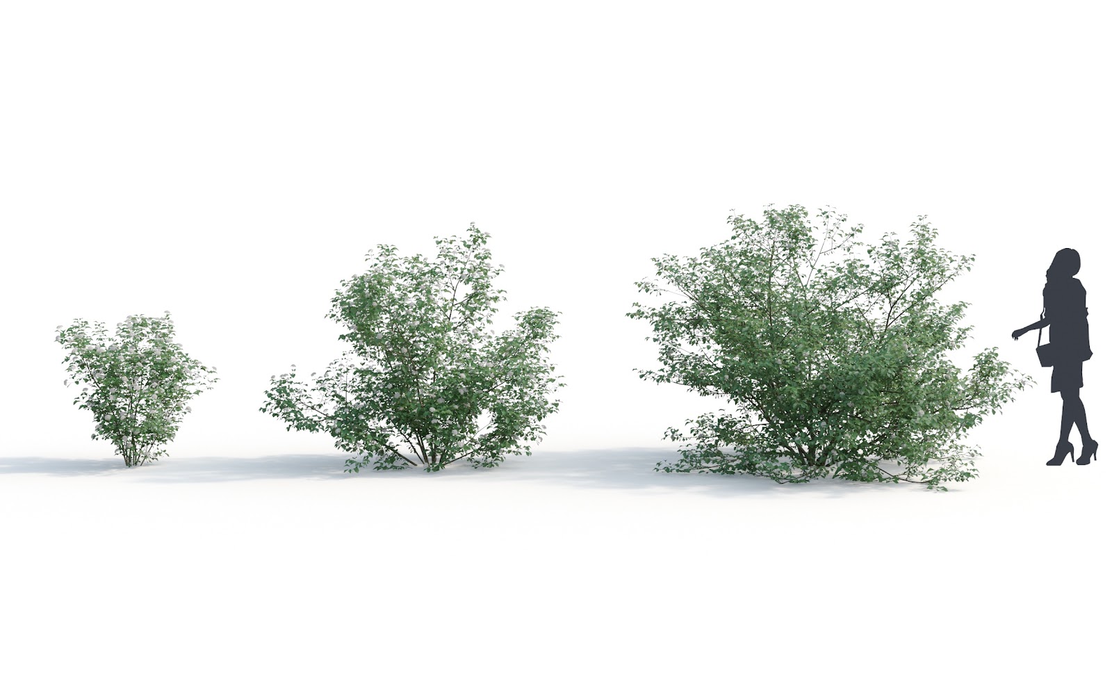Maxtree - Plant Models Vol.6