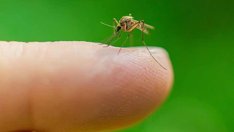Decoding Mosquito Attraction: Why Some Humans Are Preferred Targets