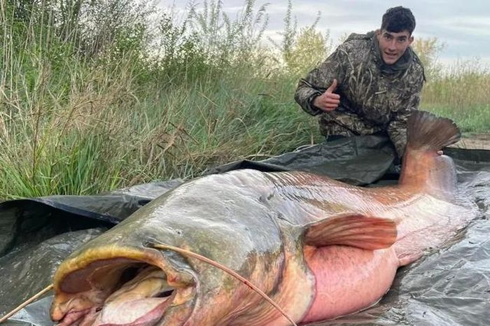 Ngư dân bắt được con cá trê dài 2,5 mét, nặng hơn 150 kg trên sông - Tạp chí Người Đưa Tin