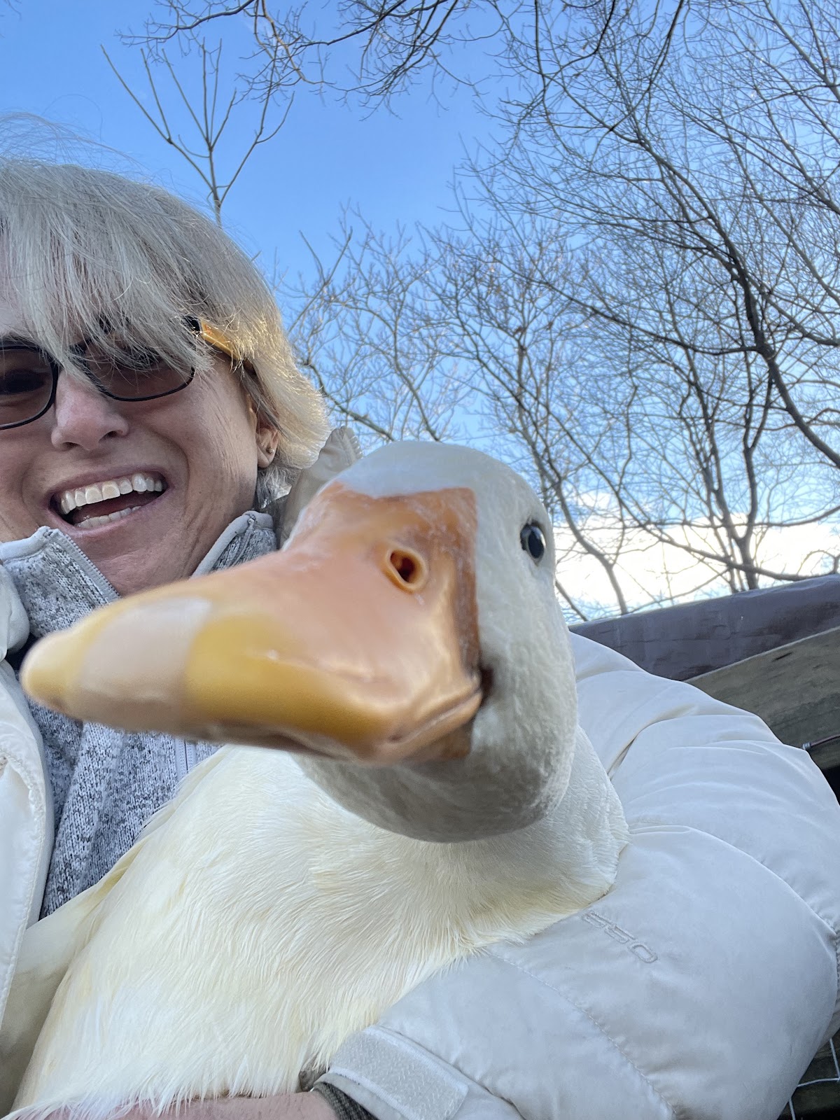 Jumbo Pekin Duckling