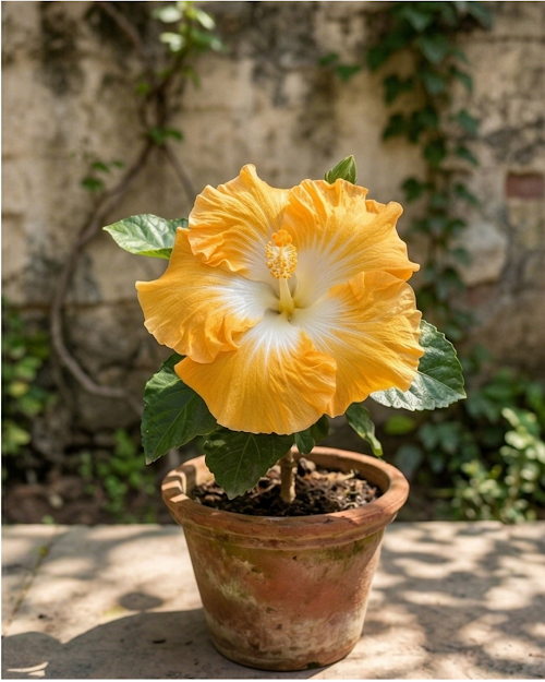 Hibiscus Harvest Moon