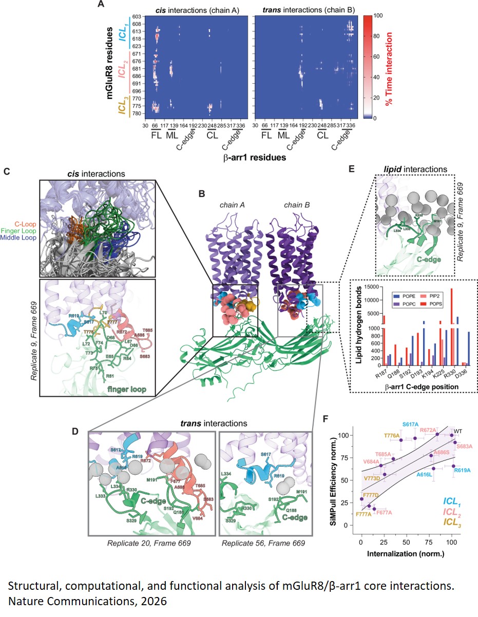 Structural basis of active state coupling of  metabotropic glutamate receptor 8 to beta- arrestins