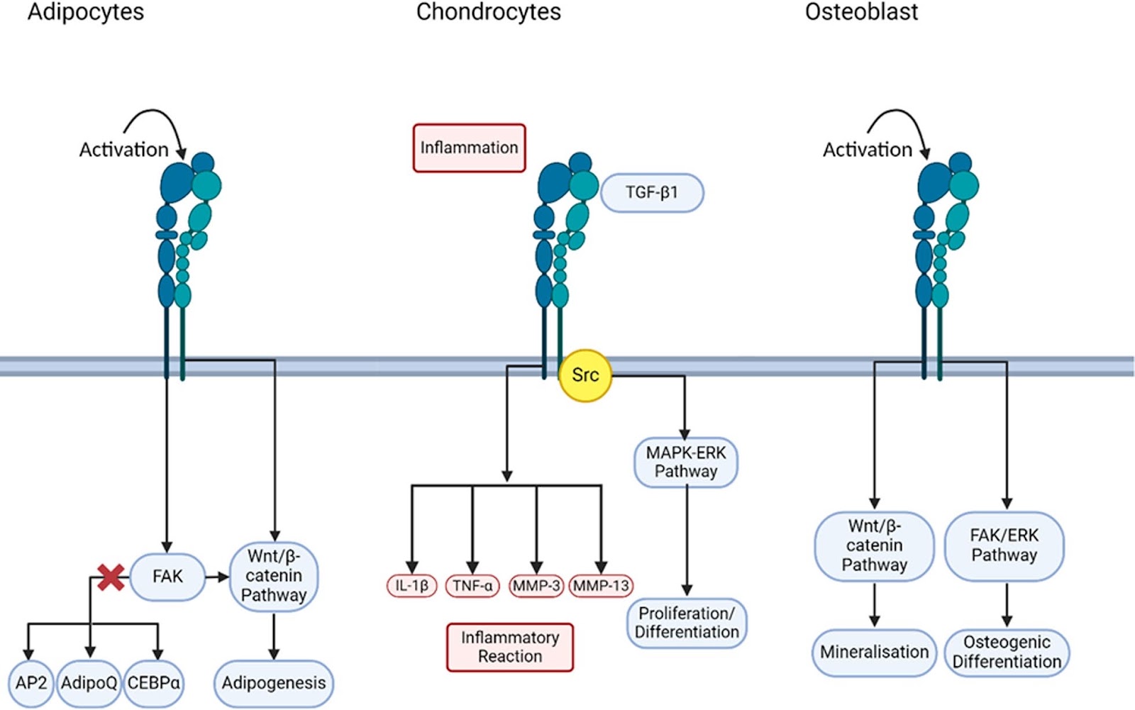 Integrin signaling pathways in mesenchymal stem cells