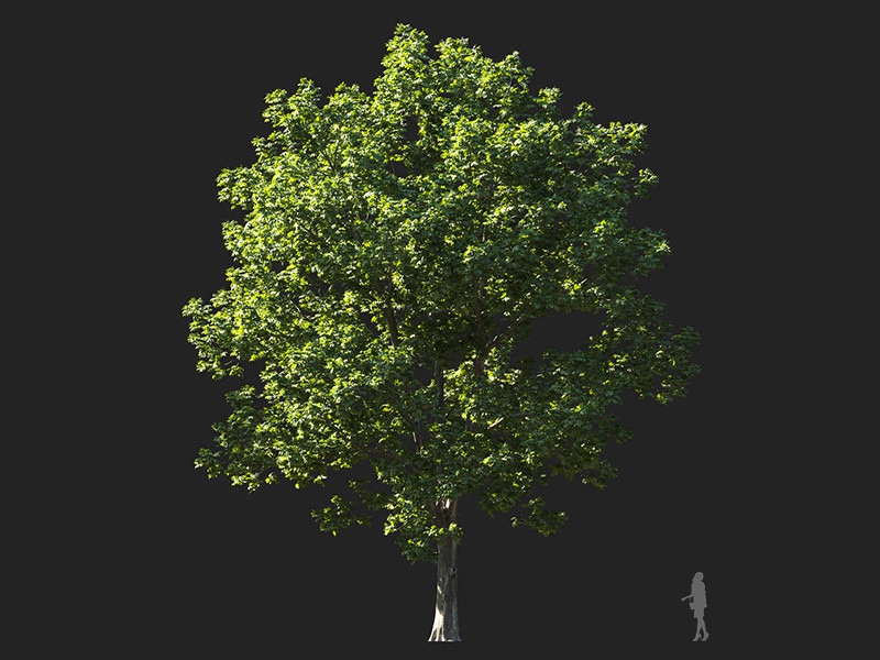 Maxtree - Plant Models Vol.132