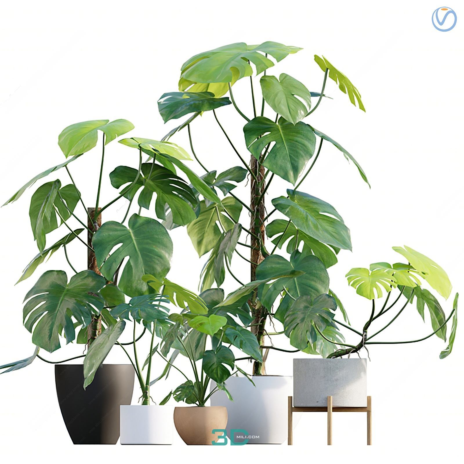 978.Sell Album Indoor Plant PRO Vol 01