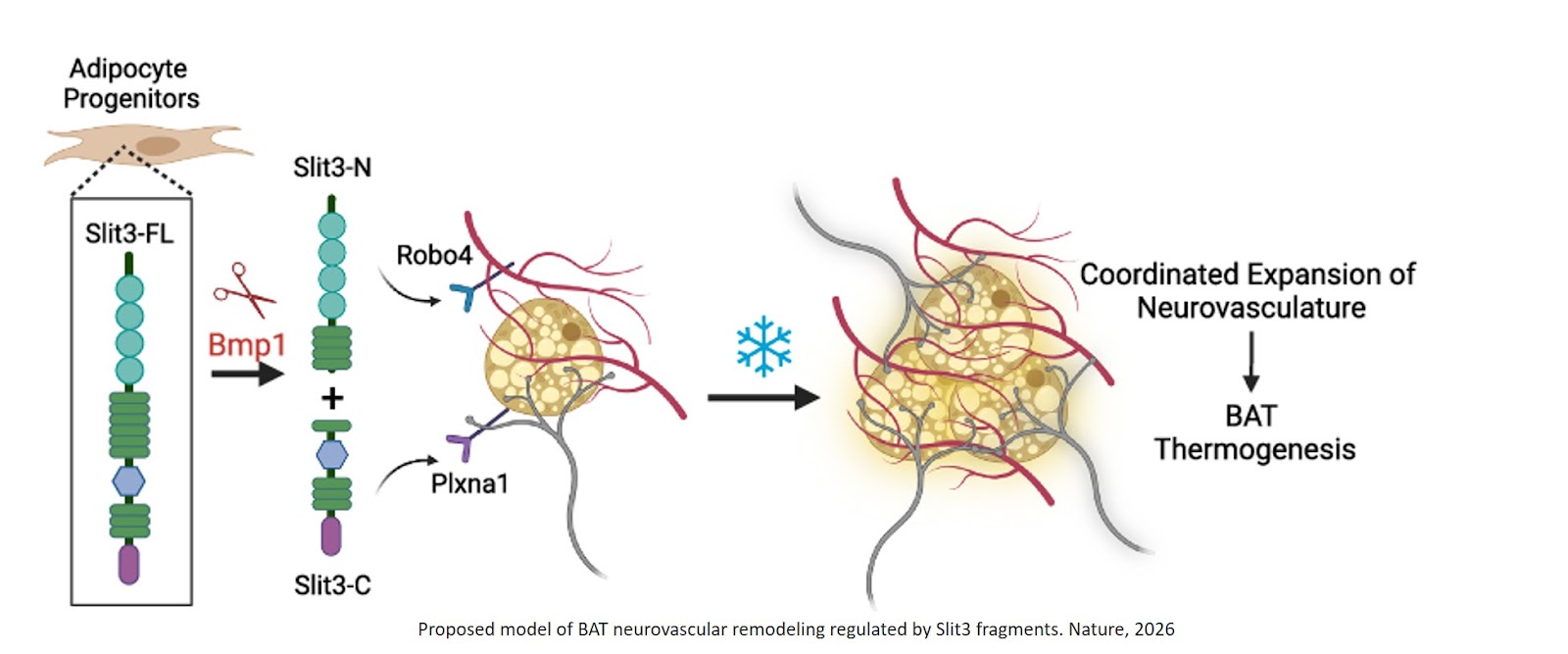 SLIT3 fragments orchestrate neurovascular expansion and thermogenesis in brown adipose tissue