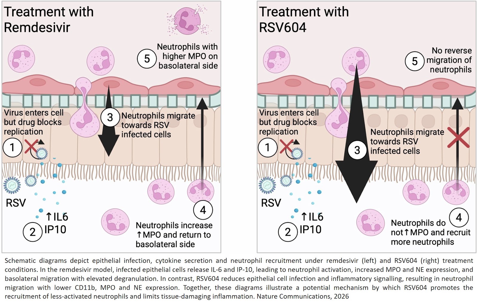 Neutrophil myeloperoxidase as a functional biomarker for RSV severity: implications for in vitro therapeutic screening