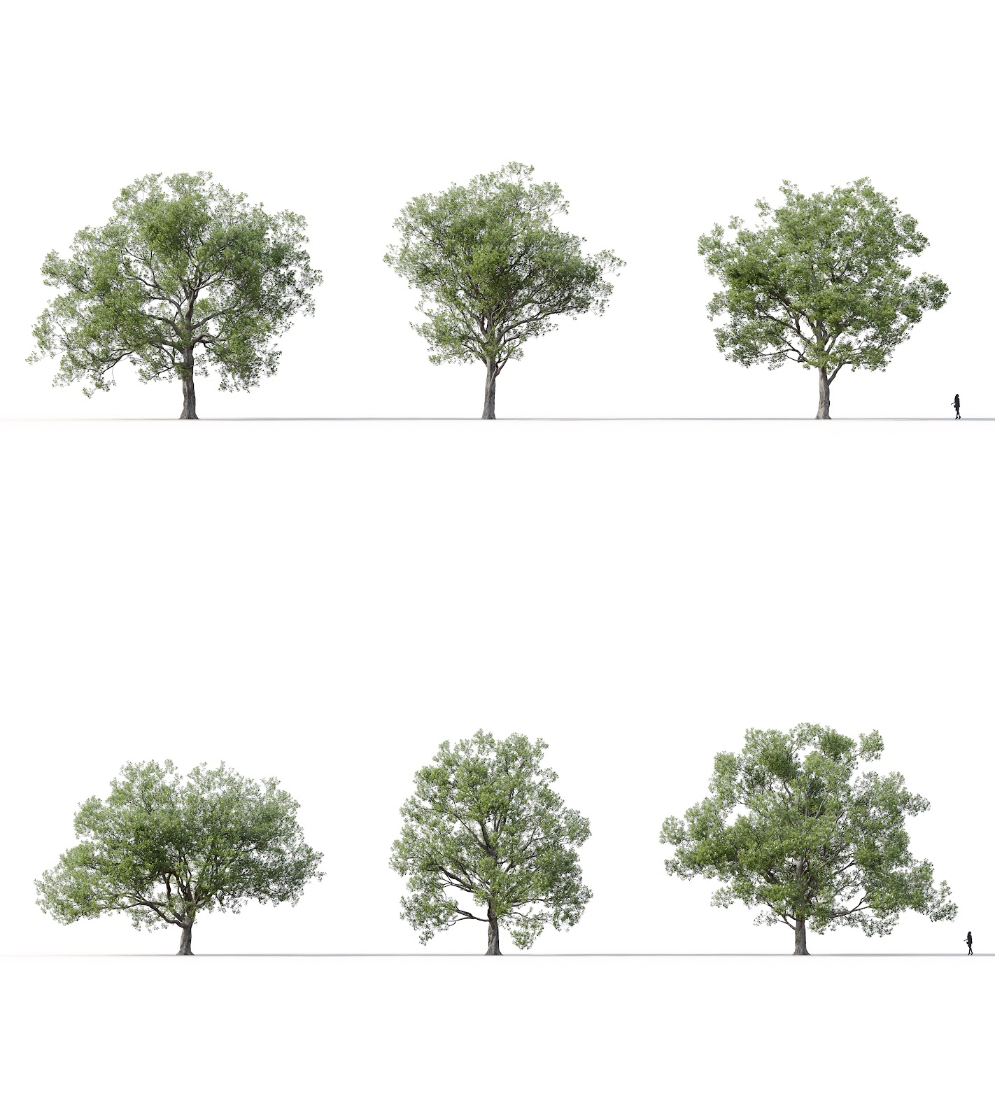 Maxtree - Plant Models Vol.16