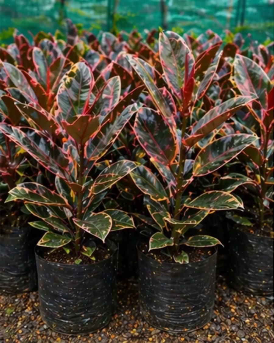 Ficus Elastica Rubber Plant Indoor — view 6