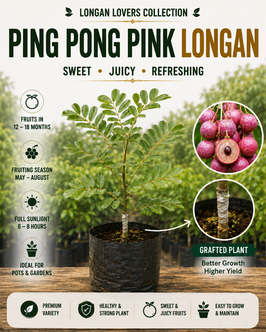 Longan Lovers Collection — view 5