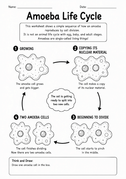 Amoeba Life Cycle Worksheet
