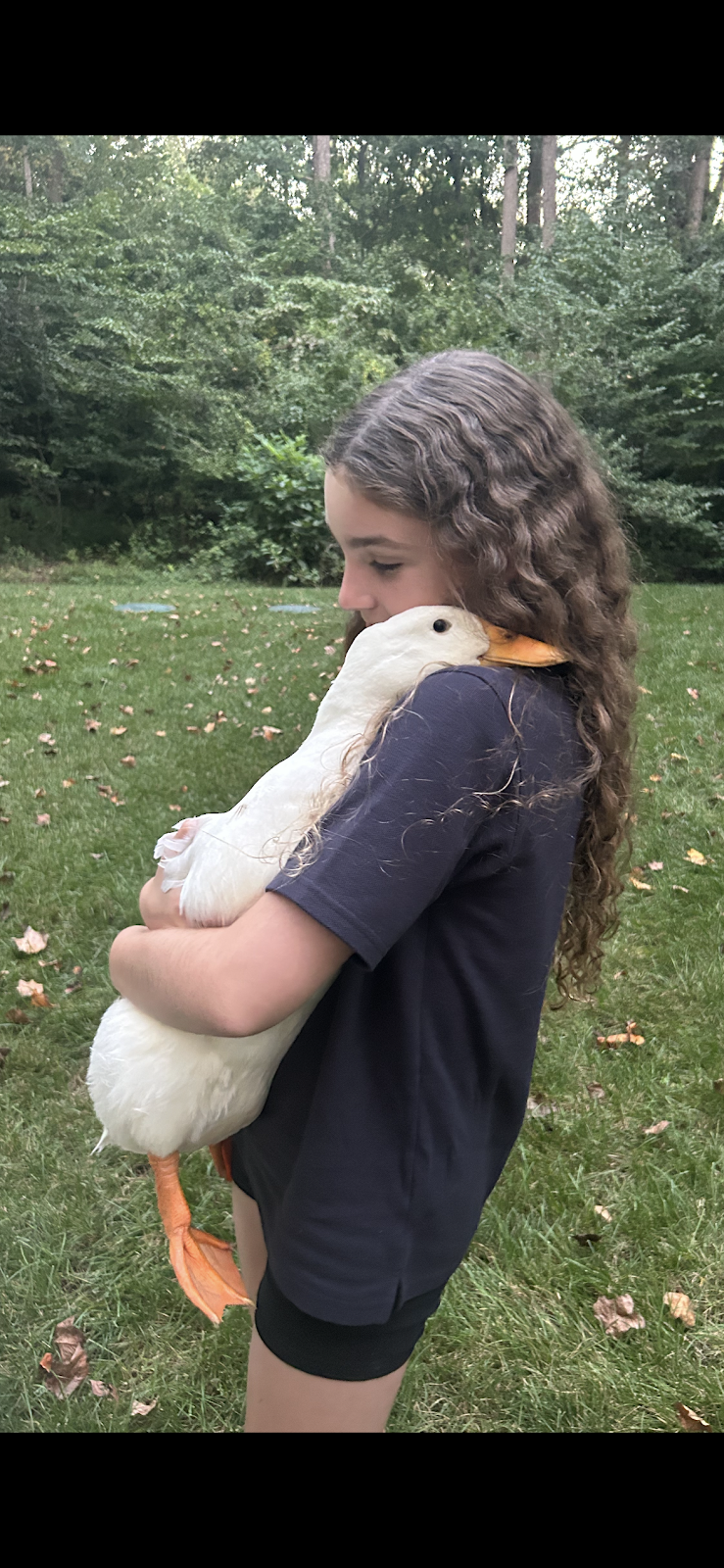 Pekin Grimaud Hybrid