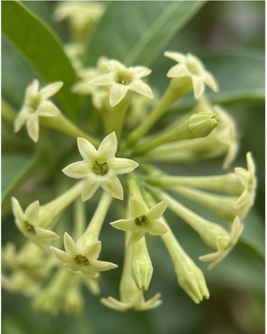 Hasunhana Plant — view 6
