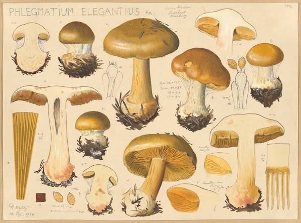Phlegmatium elegantius Fr 1915 1945