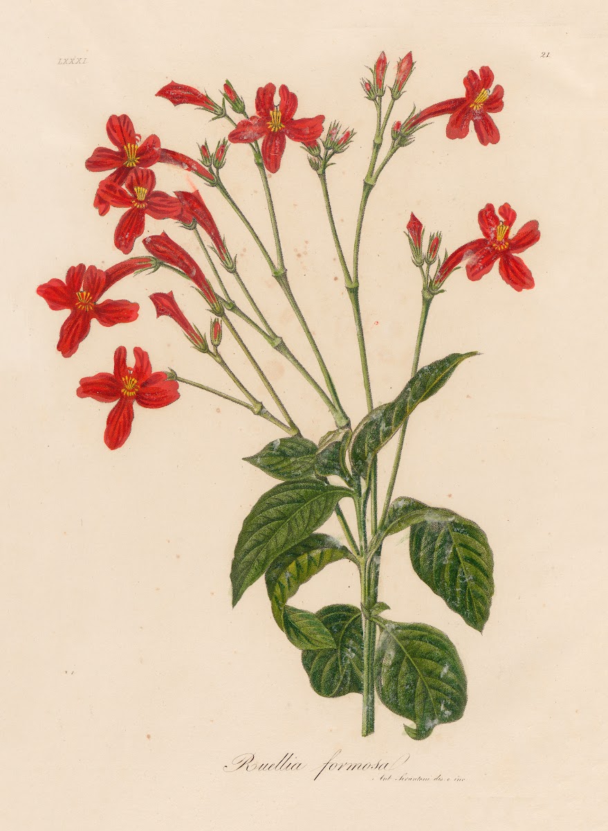 Ruellia formosa 1818 1824